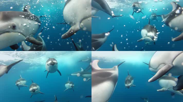海豚宝宝海洋馆水族馆大海海底潜水