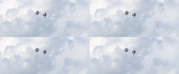 天空 仰視天空 藍天白雲 鴛鴦 飛禽 舞臺背景 動物 大自然 生態 唯美