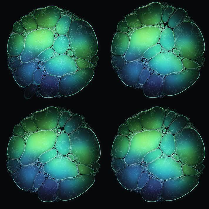 水花液体叶绿素细胞