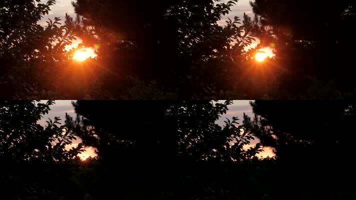 日落夕阳光线穿过树叶剪影