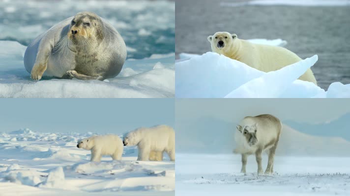 4k航拍极地海狮北极熊企鹅羚羊野生动物