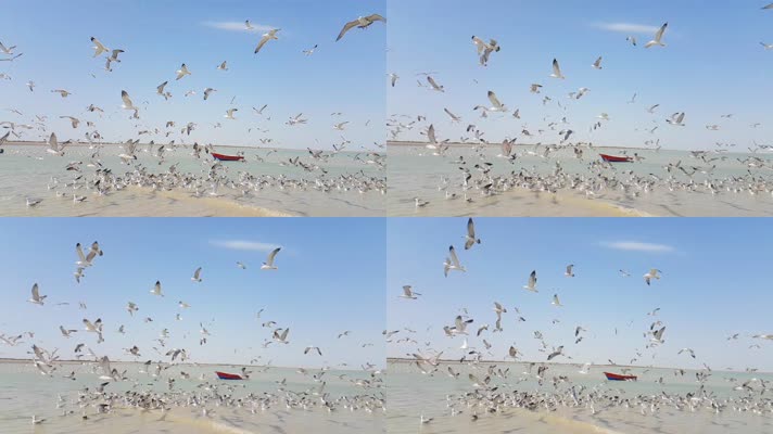 4k海滩海滨漫天飞舞的海鸥海鸟群