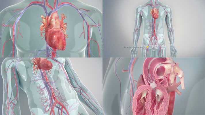 心脏医学动画视频