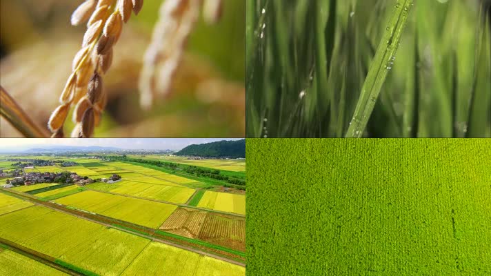 农业稻谷丰收视频
