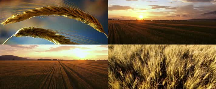 农业小麦麦田粮食