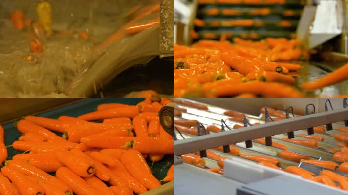 4K超清进口有机新鲜胡萝卜生产流程