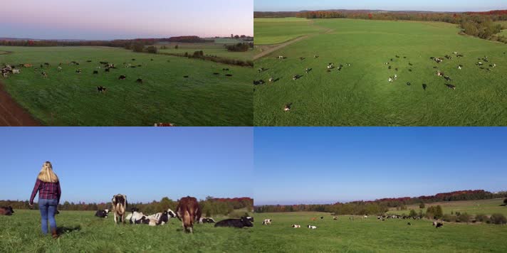 草原牧场牛群奶牛养殖