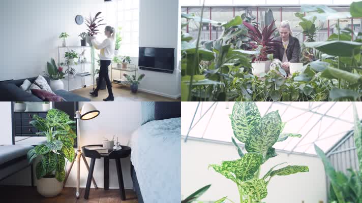 4K室内景观植物栽培祛除甲醛净化空气