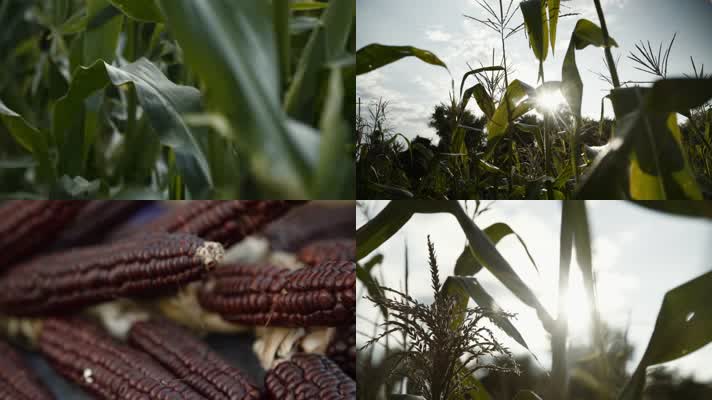 农业玉米视频