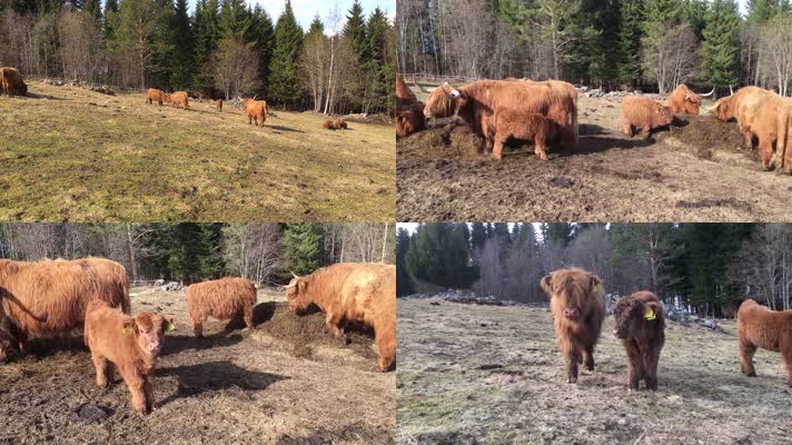 4K苏格兰高地牛芬兰牧场长毛牛养殖畜牧业
