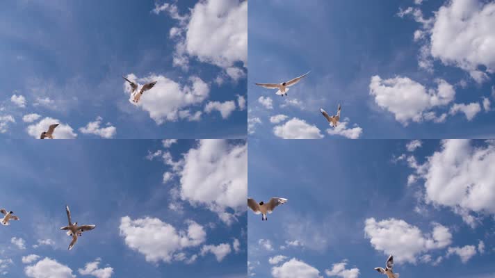 蓝天白云和平鸽鸟群飞舞