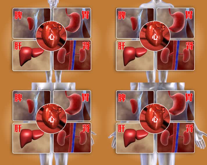 五脏六腑脾胃肝肾心人体器官3D动画