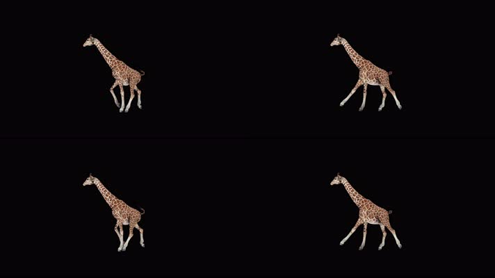 8K长颈鹿奔跑动画