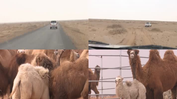 沙漠汽车-骆驼