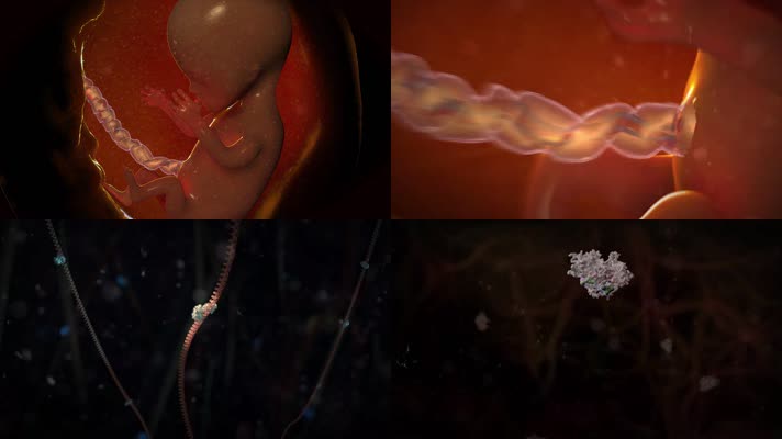 母体胎儿发育新生命