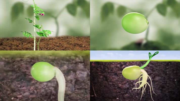 土壤种子发芽生长3D动画
