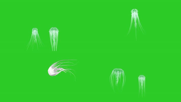 透明通道水母单个可做循环动画