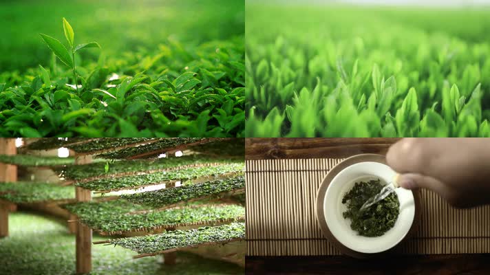茶叶嫩芽茶园采茶绿茶绿色春茶红茶山文化宣