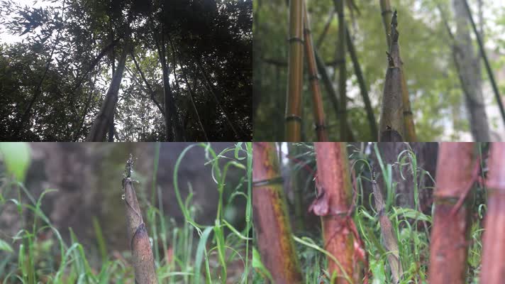 春雨后的竹林-竹子-竹笋（2014.03.29）