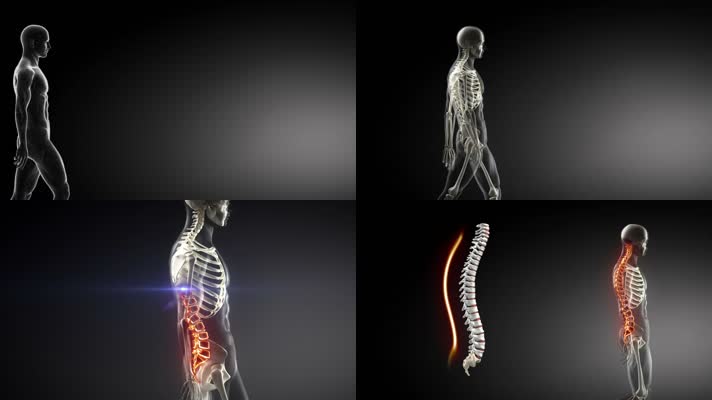 医疗人体脊椎人体骨骼