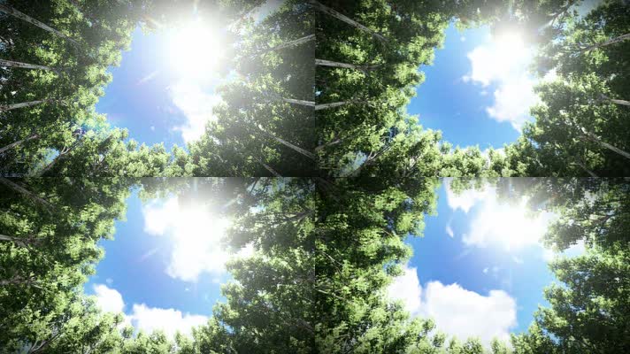 森林树木天空阳光