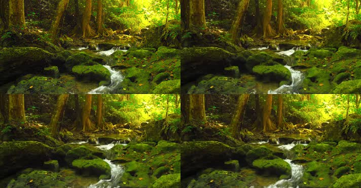 森林小溪流水大自然美景