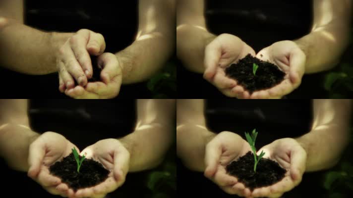 双手捧植物幼苗呵护生长
