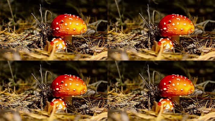 曼尼塔毒蕈 毒蘑菇 色彩鲜艳蘑菇 