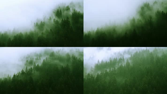 森林树木云雾
