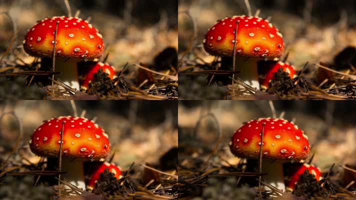 曼尼塔毒蕈 毒蘑菇 色彩鲜艳蘑菇 