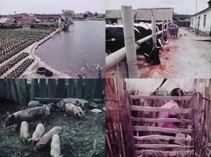 70年代农村副业生产-养猪养牛