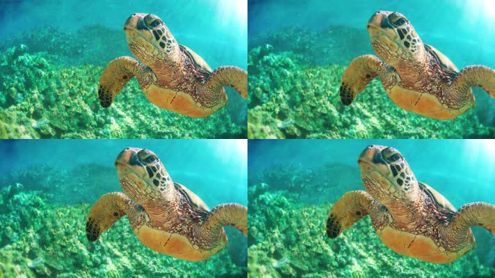 海龟海水海底游动