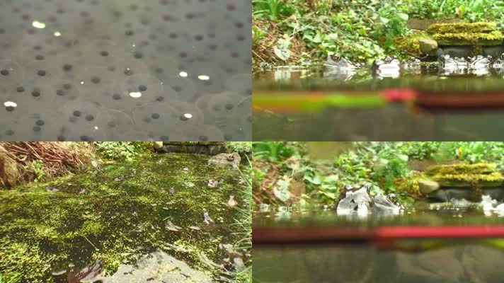 池塘青蛙产卵子小蝌蚪新生命