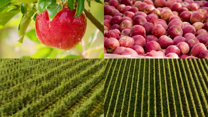 农副产品苹果果园镜头实拍背景视频