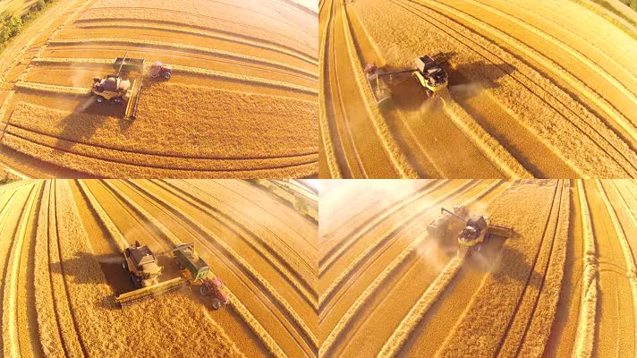 金色麦田小麦收割粮食丰收农业素材航拍