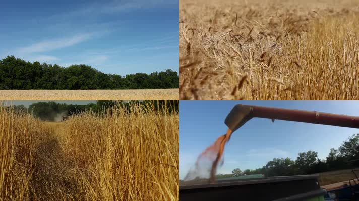 小麦收割粮食丰收农业素材