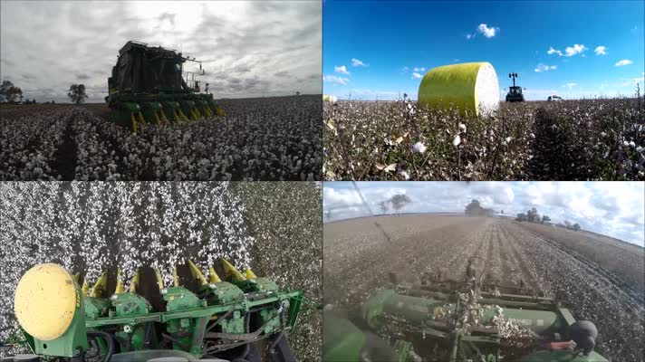 农田棉花丰收棉花收割机农业科技农业素材