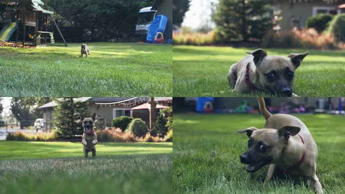 狗狗在院子草坪上撒花奔跑与主人玩耍