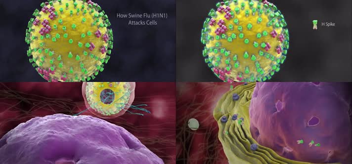 猪流感H1N1人体传播细胞机制病毒感染