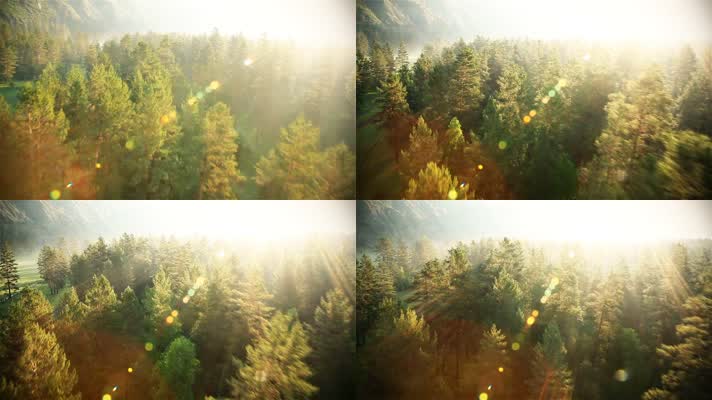 森林树木阳光光线照射