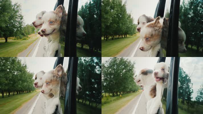 小狗趴在车窗兜风