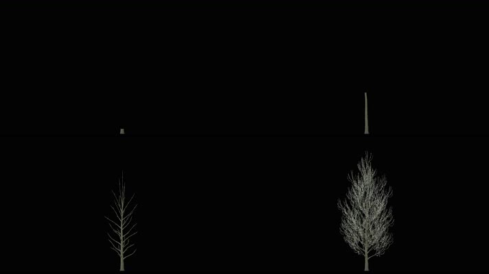 树木生长动画视频