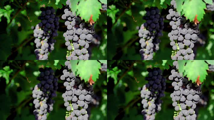 紫葡萄 葡萄 水果 