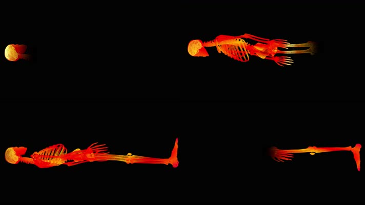 人体模型骨骼扫描动画