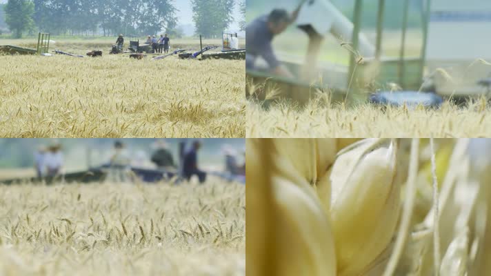 麦收-收割机-麦穗