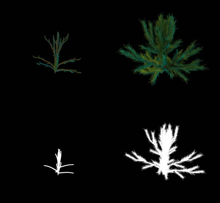 3D 树枝 生长 抠像 植物 长大 成长