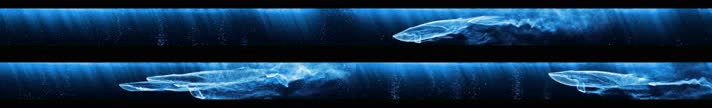 超宽屏唯美海底世界鱼群鲸鱼海豚