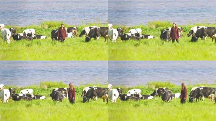 湖边的一群奶牛在吃草 阳光明媚