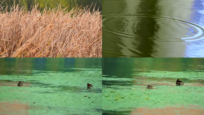 户外沼泽湿地芦苇丛湖水面野鸭子