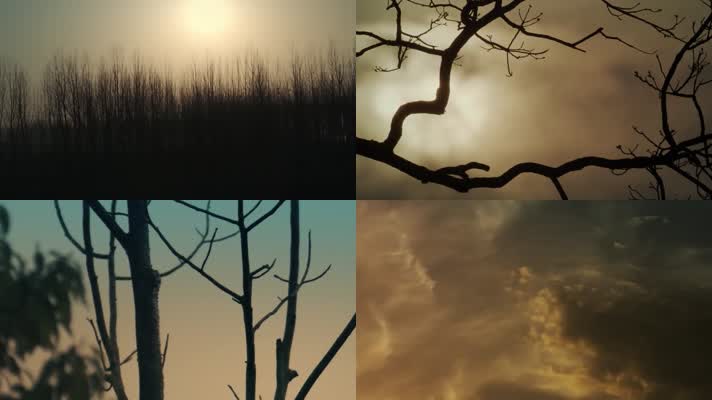 冬日阳光-树林-枯草